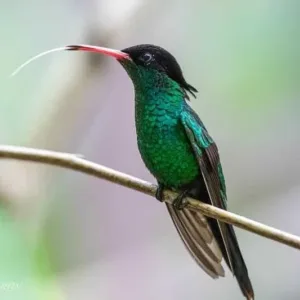 Rockland Bird Sanctuary